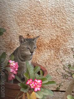 Tata croma fridge 206Ltr single door - 1.5 years old