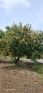 9600 Sq. ft Plot for Sale in Olakkur, Viluppuram