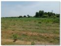 1247 Sq. ft Plot for Sale in Uthiramerur, Kanchipuram