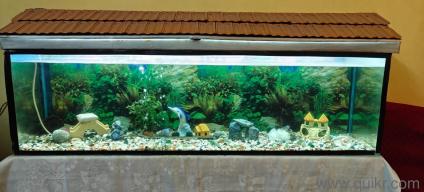 fish tank and accessories for sale in mumbai 4 Feet Imported Aquarium Buy Aquarium Accessories at Wholesale