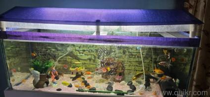 fish Aquarium 