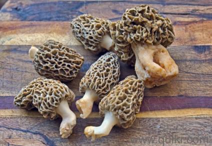 Himalayan Mushrooms for sale