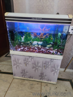 fish Aquarium
